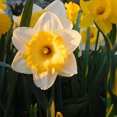 outdoor fairy garden ideas daffodils