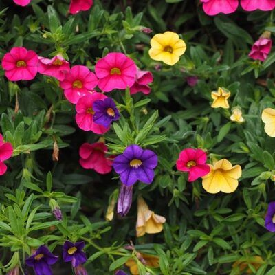 outdoor fairy garden ideas petunias