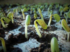 when to start gardening seed trays