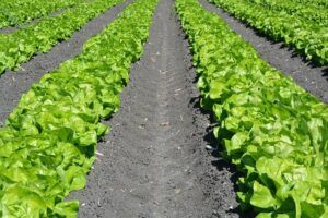 when to start gardening growing