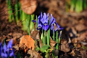 when to start gardening leaf topsoil