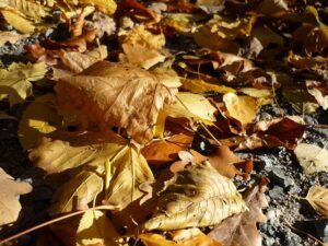 when to start gardening leaf litter