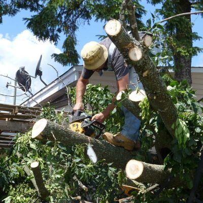 when to start gardening cutting tree