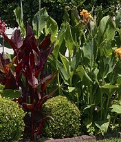 cheap garden plants canna lily cheap-garden-plants-canna-lily