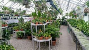 cheap garden plants greenhouse