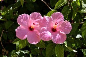 cheap garden plants hibiscus