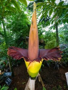 cheap garden plants rare corpse flower