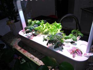 Close up of plants Click and Grow Smart Garden Review