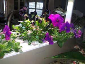 Click and Grow Review Flowers Click and Grow Smart Garden Review