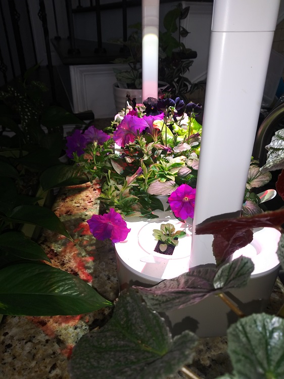 More flowers Click and Grow Smart Garden Review