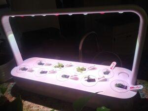 Everything is growing fast Click and Grow Smart Garden Review