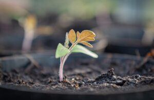 how to plant a garden in your home click and grow tomato seedling