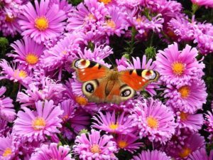 small butterfly garden plans aster