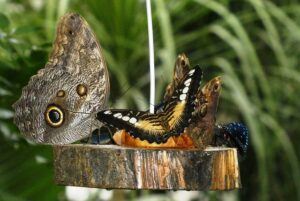 small butterfly garden plans fruit