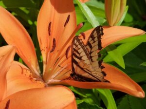 small butterfly garden plans lillies