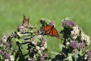 small butterfly garden plans milkweed