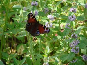 small butterfly garden plans mint