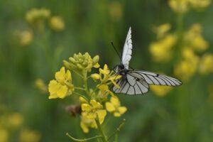 small butterfly garden plans mustards