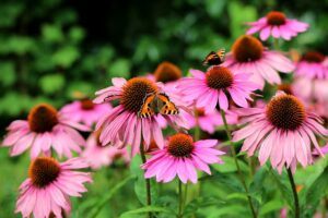 small butterfly garden plans coneflower