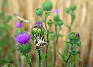 small butterfly garden plans thistle