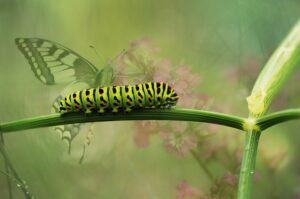 small butterfly garden plans caterpillar