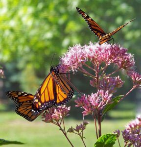 small butterfly garden plans monoarch