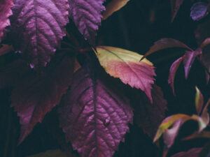 getting garden ready fall diseased foliage