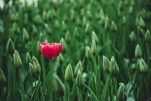 getting garden ready fall early spring bulbs