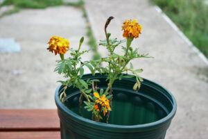 getting garden ready fall prune plants