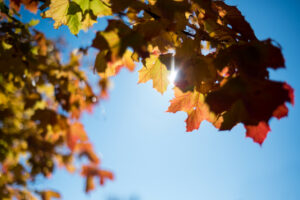 Getting Garden Ready Fall Maple Leaves