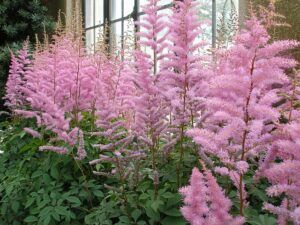 fall pruning perennials astilbe All You Need To Know About Fall Pruning Perennials