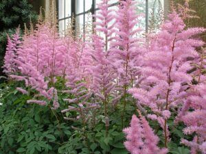 fall pruning perennials astilbe