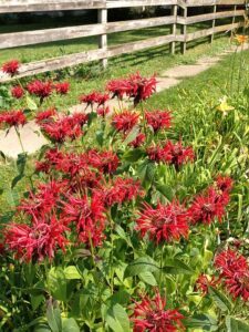 fall pruning perennials bee balm All You Need To Know About Fall Pruning Perennials