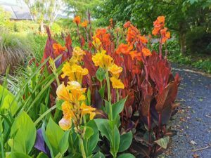 fall pruning perennials divide All You Need To Know About Fall Pruning Perennials