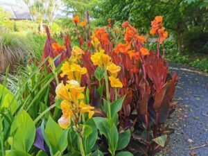 fall pruning perennials divide