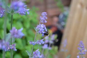fall pruning perennials catmint All You Need To Know About Fall Pruning Perennials