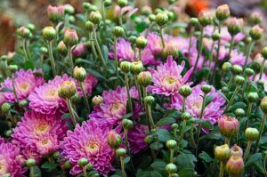 fall pruning perennials mums All You Need To Know About Fall Pruning Perennials