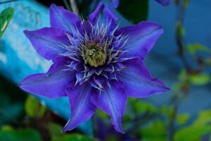 fall pruning perennials clematis All You Need To Know About Fall Pruning Perennials