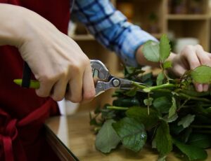 fall pruning perennials clean cut stem