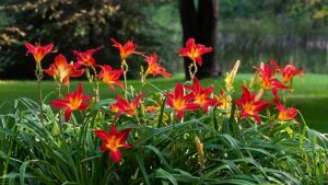 fall pruning perennials daylilies All You Need To Know About Fall Pruning Perennials