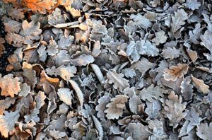How Do I Prepare My Garden For Winter leaves frost