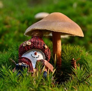 do i prepare my garden winter mushrooms