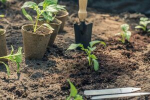 How Do I Prepare My Garden For Winter seedlings How Do I Prepare My Garden For Winter? ❀ Fairy Circle Garden