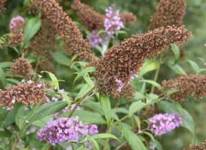 fall pruning perennials faded flowers All You Need To Know About Fall Pruning Perennials