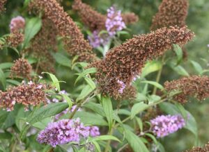 fall pruning perennials faded flowers