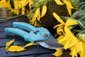 fall pruning perennials fall garden pruning