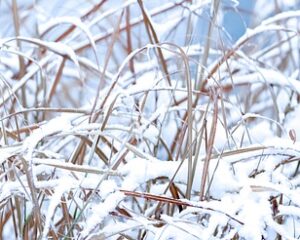 fall pruning perennials grass covered in snow