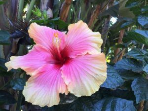 fall pruning perennials hibiscus All You Need To Know About Fall Pruning Perennials