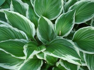 fall pruning perennials hosta All You Need To Know About Fall Pruning Perennials
