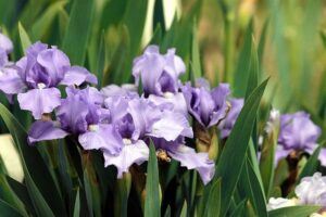 fall pruning perennials irises